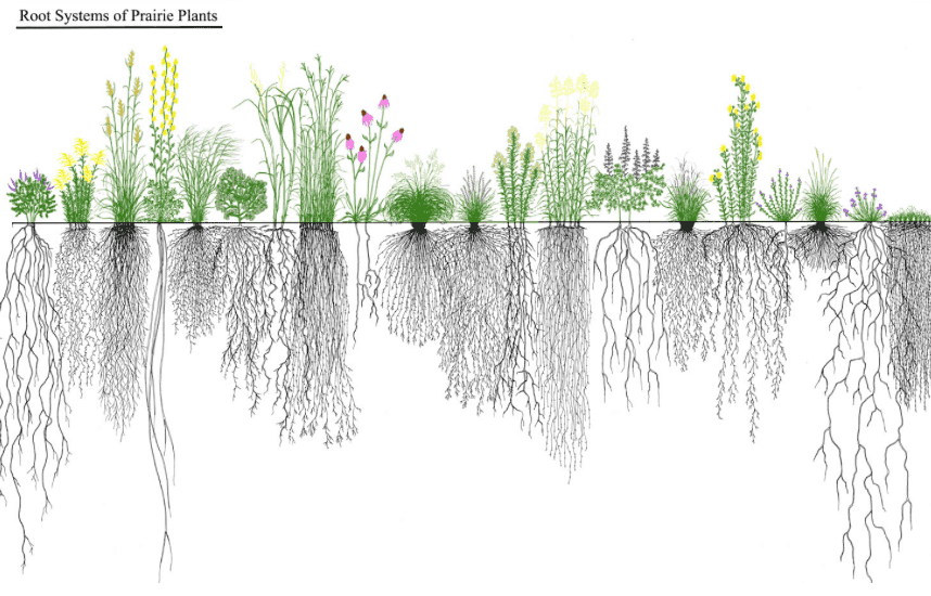 root system - full - 2.png